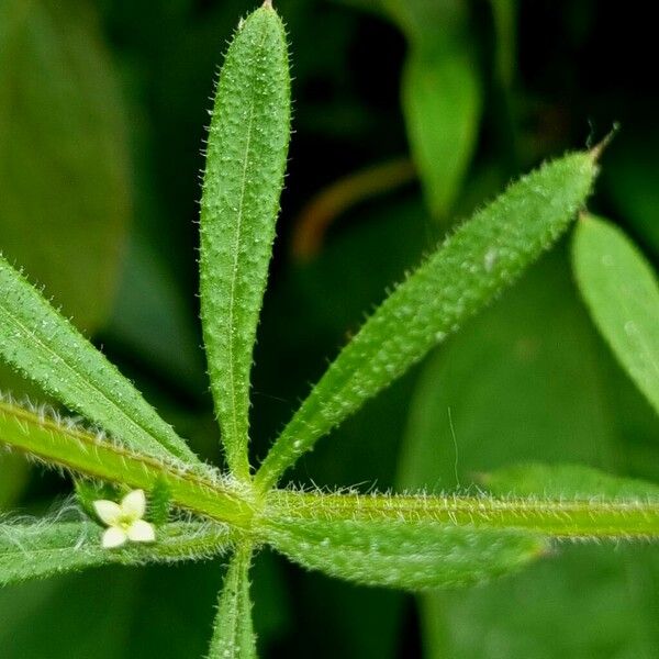 Galium aparine Fulla