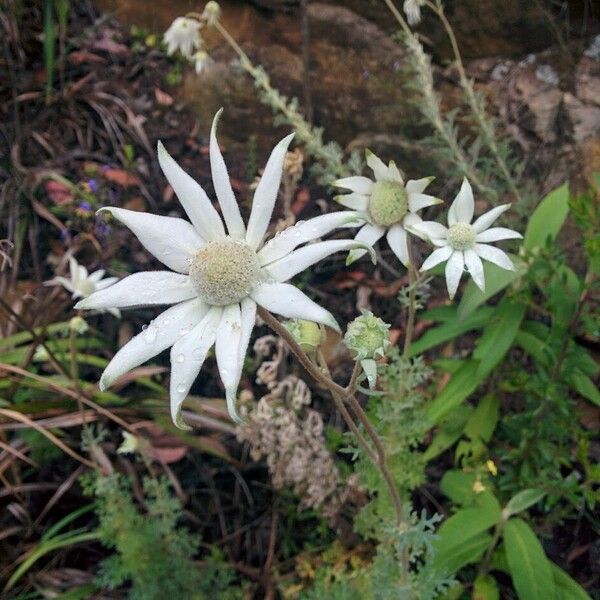 Actinotus helianthi Flower