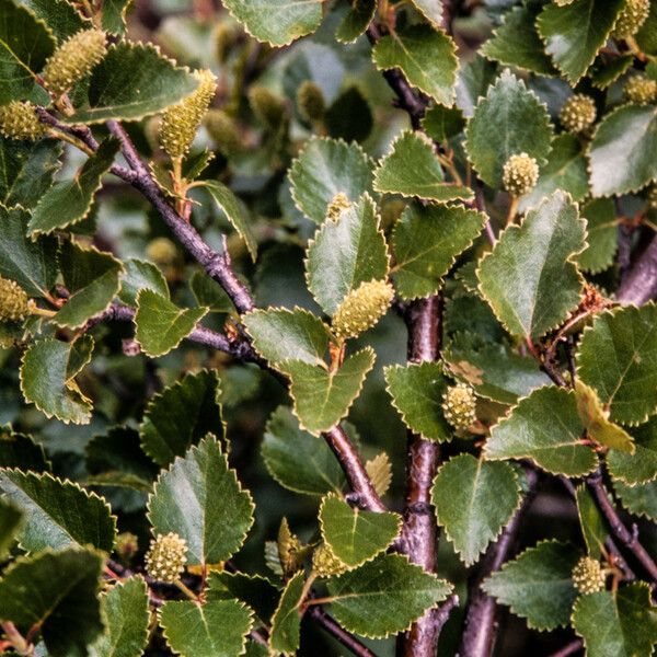 Betula nana Blomst