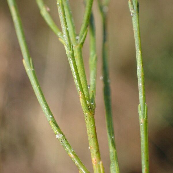 Hypericum gentianoides Écorce