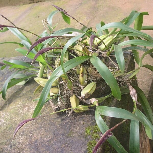 Bulbophyllum sandersonii Habitus