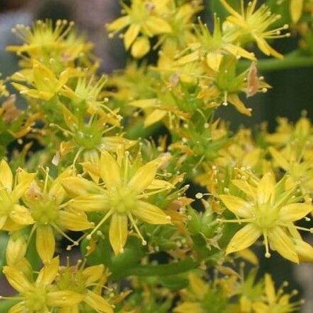 Sedum dendroideum Blomst