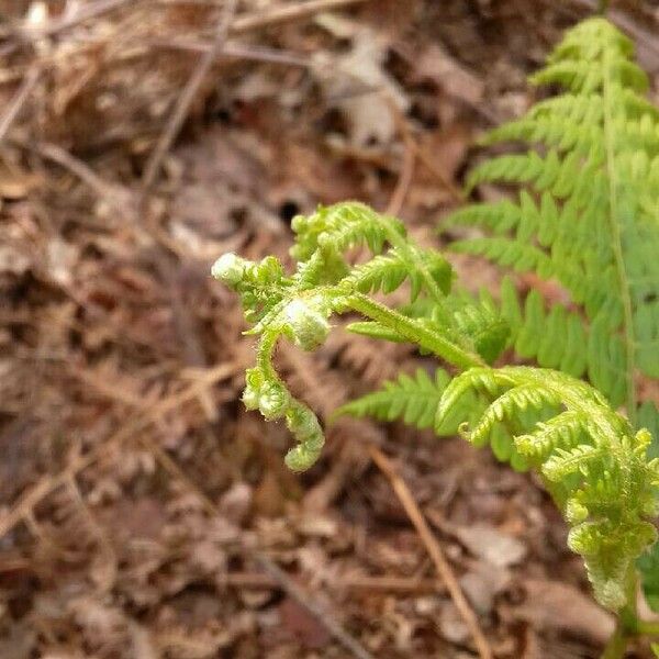 Pteridium aquilinum Lehti