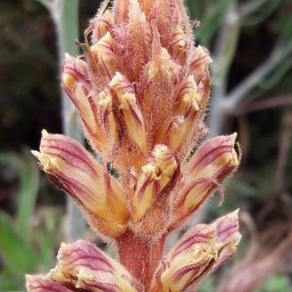 Orobanche artemisiae-campestris Кветка