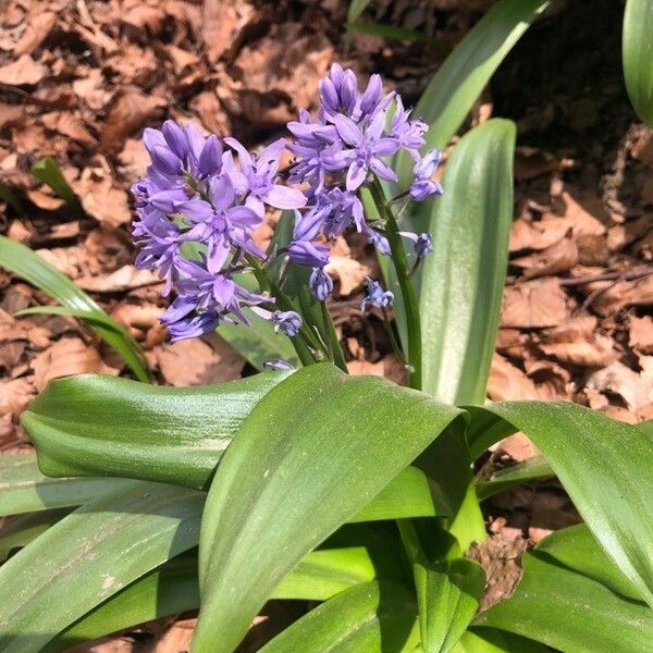 Scilla lilio-hyacinthus Цвят