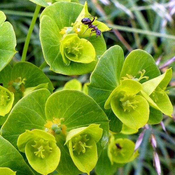 Euphorbia amygdaloides Kvet