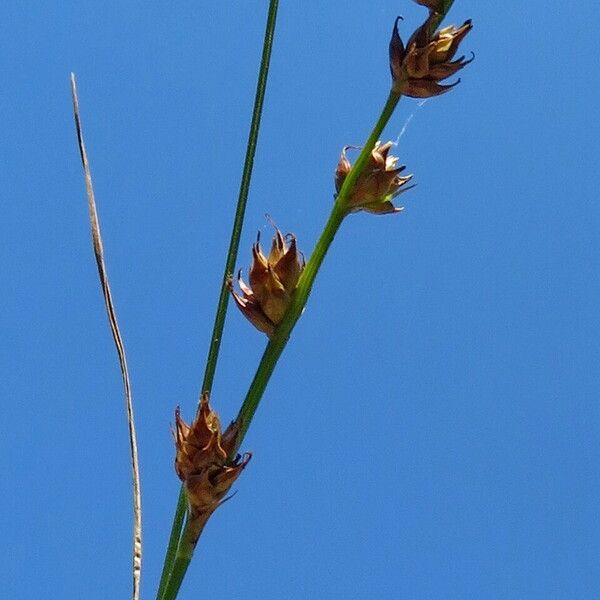 Carex divulsa Flor