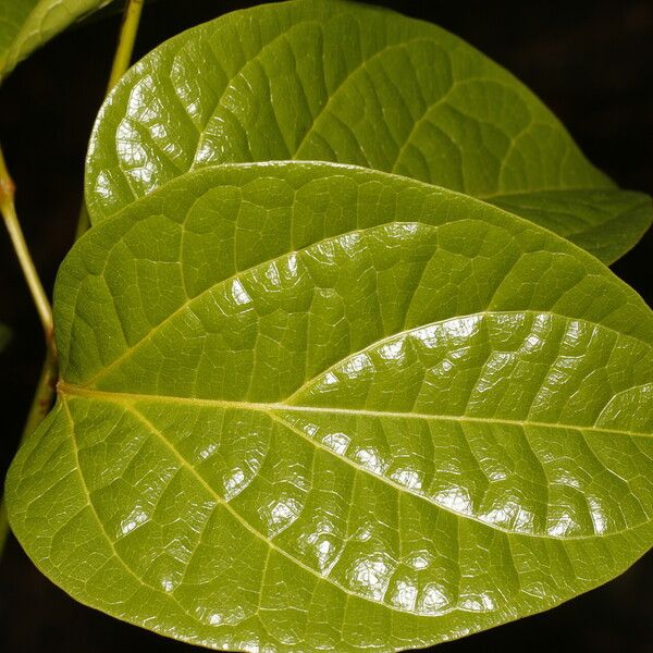 Bignonia aequinoctialis Fulla