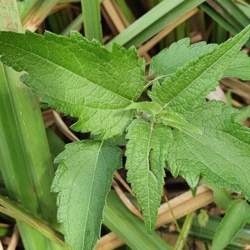 Aspilia pluriseta Leaf