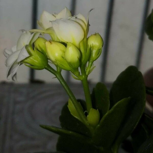 Kalanchoe blossfeldiana Fleur