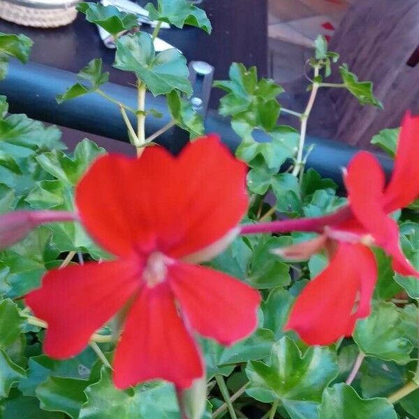 Pelargonium peltatum Blüte