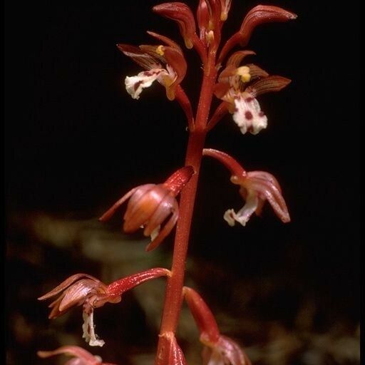 Corallorhiza maculata Fleur