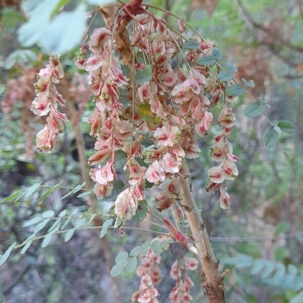 Marcetella moquiniana Flower