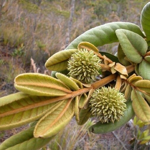 Pancheria hirsuta Floare