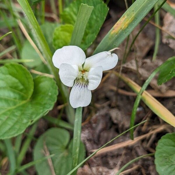 Viola blanda Blüte