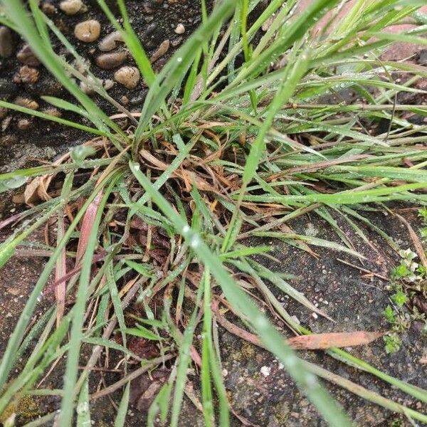 Bromus sterilis Blad