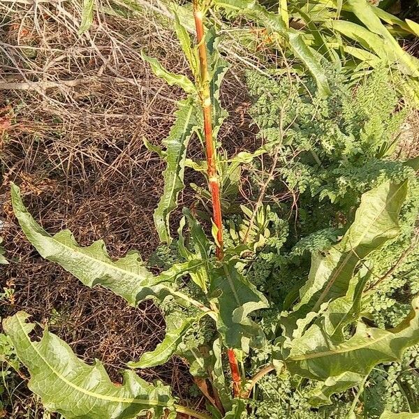 Rumex crispus Folha