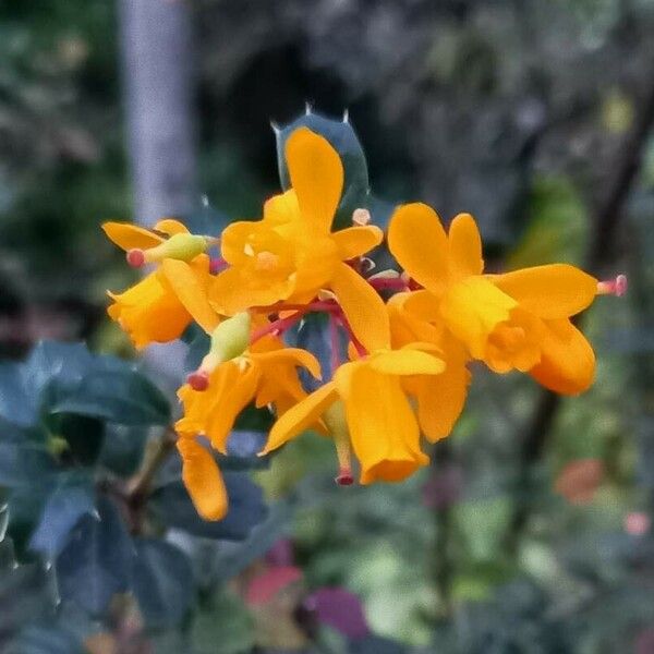 Berberis darwinii Blüte