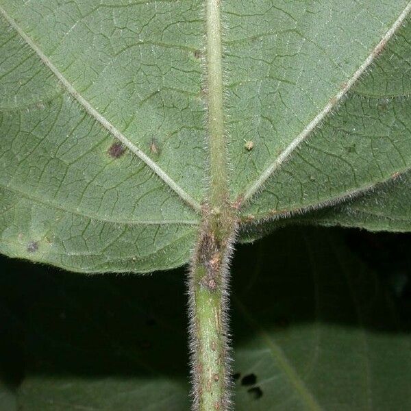 Acalypha macrostachya Leaf