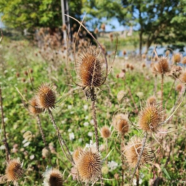 Dipsacus fullonum Blüte