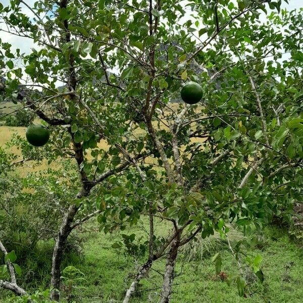 Strychnos spinosa Habit