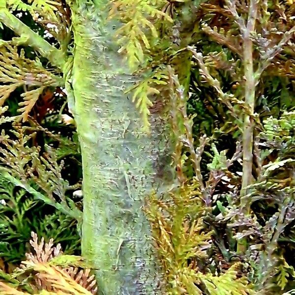 Chamaecyparis lawsoniana বাকল