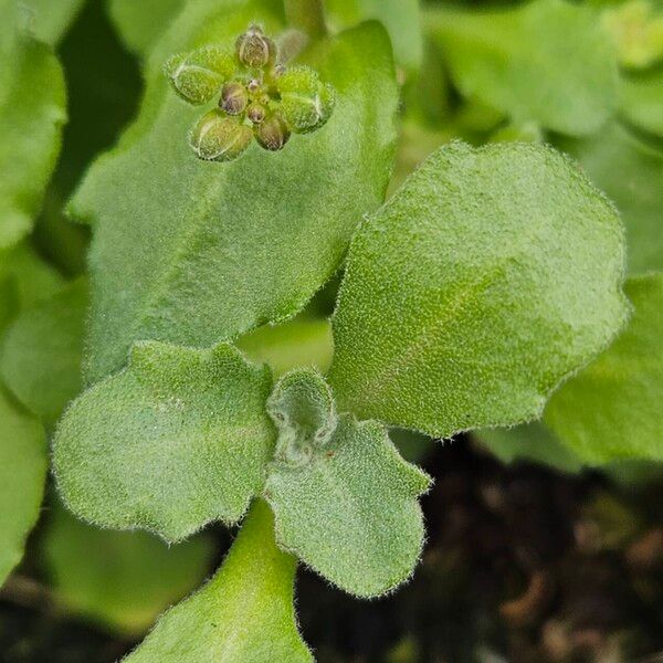 Arabis caucasica Leaf