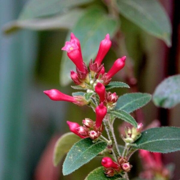 Cestrum elegans Blodyn