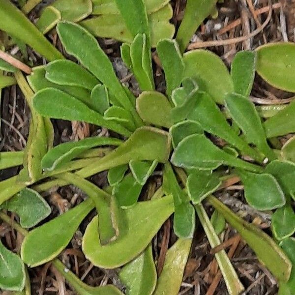 Globularia cordifolia Leaf
