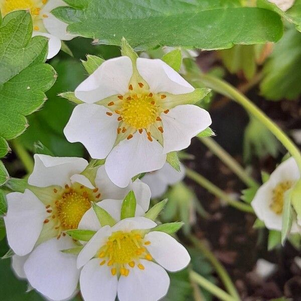 Fragaria × ananassa फूल