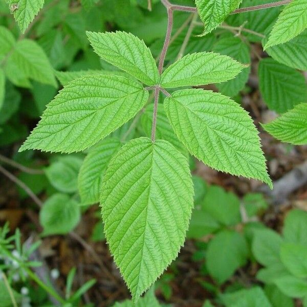 Rubus allegheniensis पत्ता