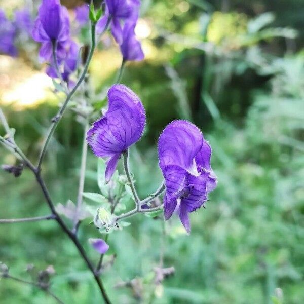 Aconitum variegatum Blüte