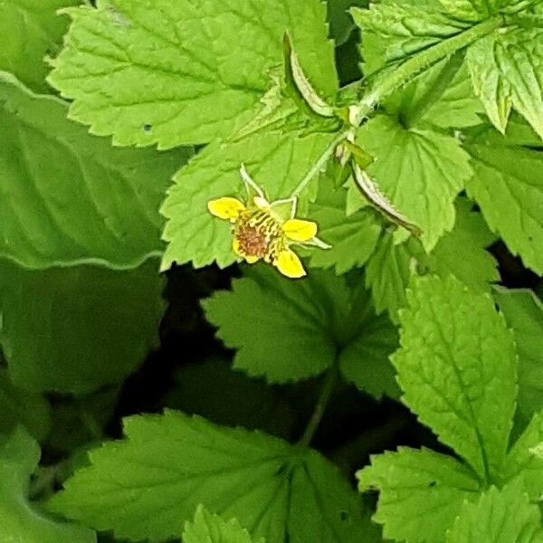 Geum macrophyllum Квітка