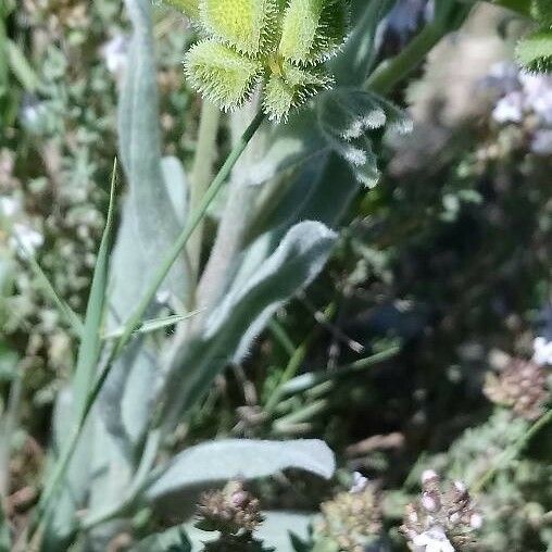 Pardoglossum cheirifolium Habitus