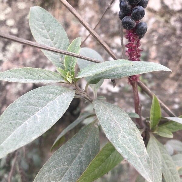 Phytolacca octandra Лист