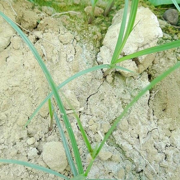 Cyperus rotundus Ліст