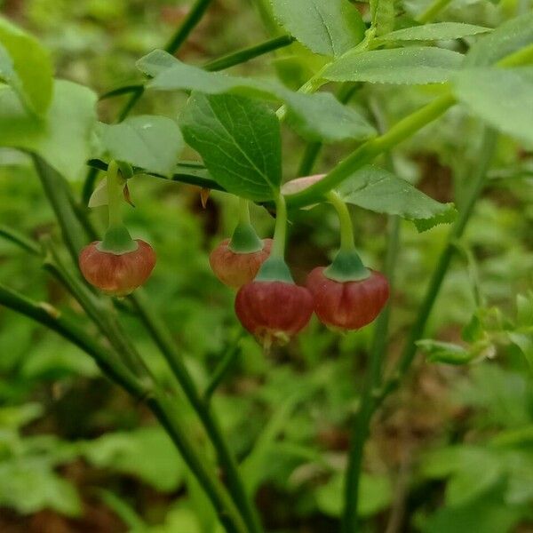 Vaccinium myrtillus Flor