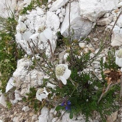 Achillea barrelieri पत्ता