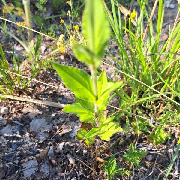 Silene dichotoma 葉