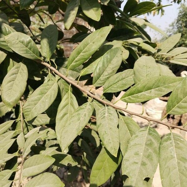 Elaeagnus umbellata List