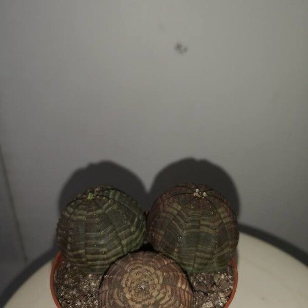 Euphorbia obesa (Baseball plant)