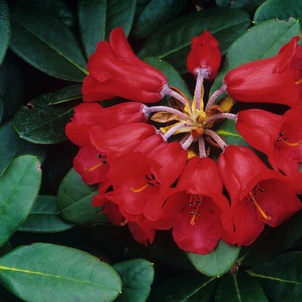 Rhododendron haematodes Blomma