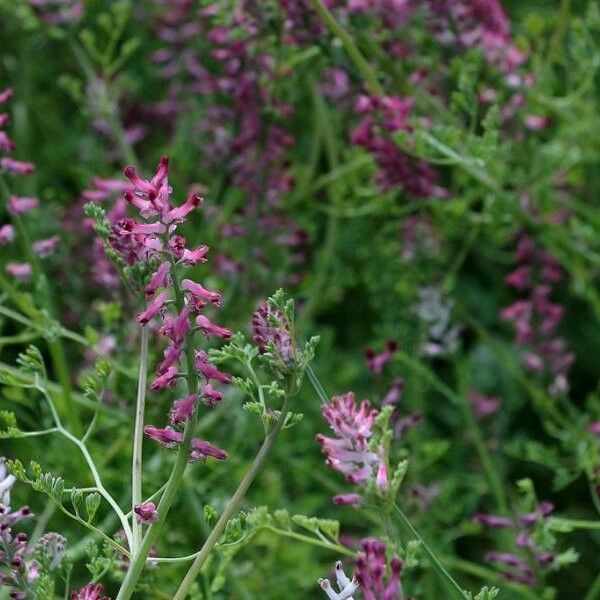 Fumaria officinalis Flower