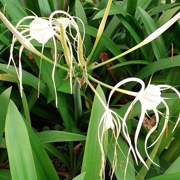 Hymenocallis littoralis 花