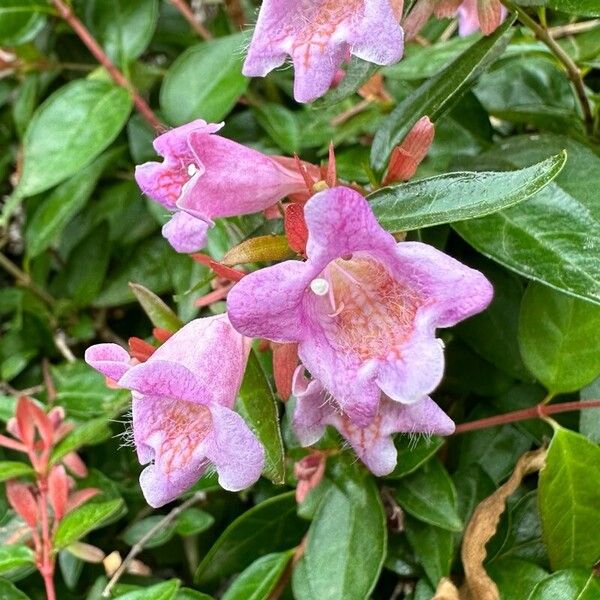 Abelia x grandiflora Kwiat