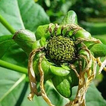 Silphium perfoliatum Květ