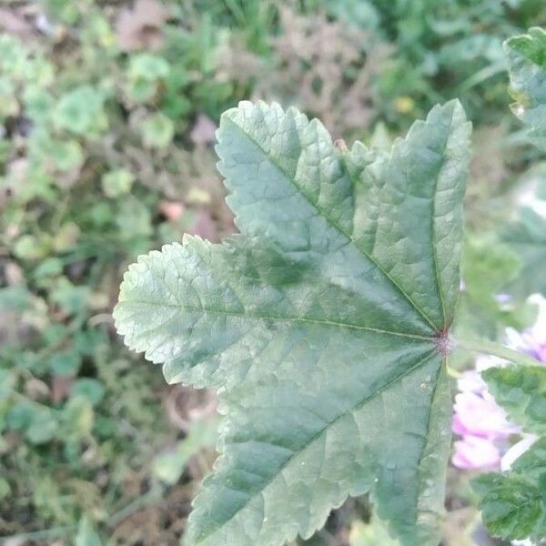 Malva sylvestris Leaf