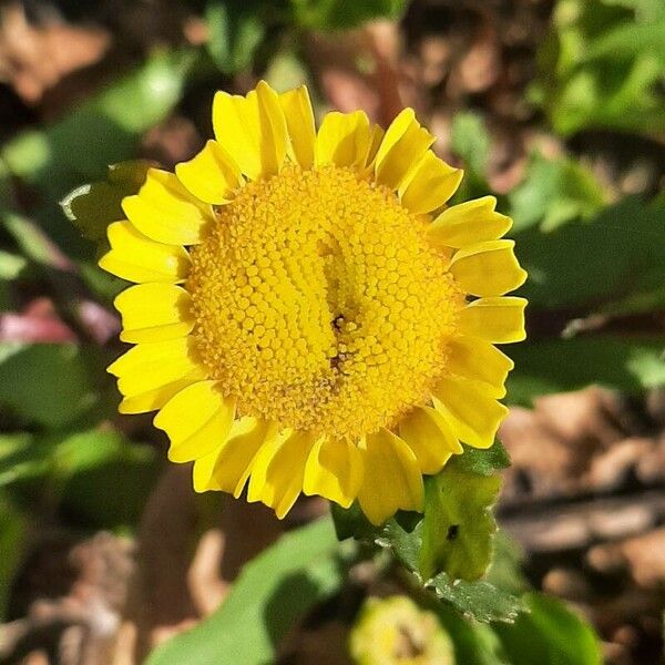 Coleostephus myconis Flower