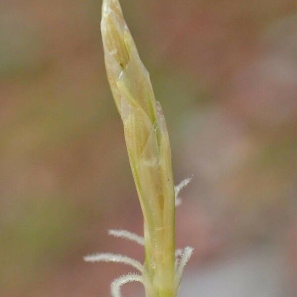 Carex alba Vili