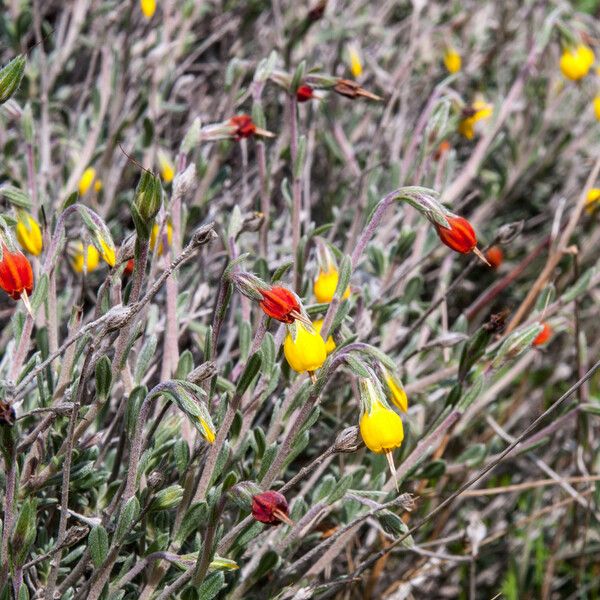 Onosma frutescens Flower